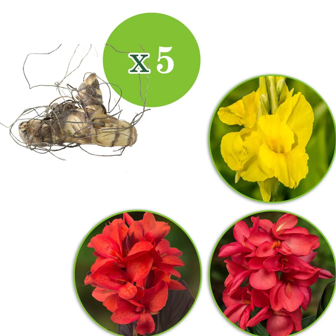 5 Cannas en mélange - Un été aux airs de tropiques