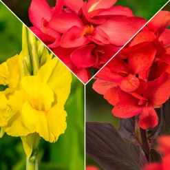 5 Cannas en mélange - Un été aux airs de tropiques