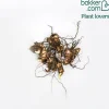 4 Cannas pour bordure en mélange - L'exotisme facile au jardin