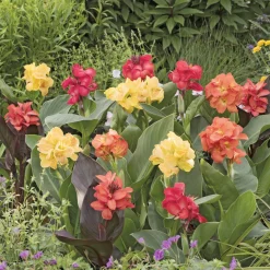 4 Cannas pour bordure en mélange - L'exotisme facile au jardin