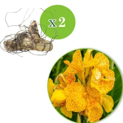 2 Canna Tropical Yellow - L'exotisme au jardin