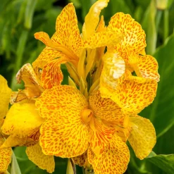 2 Canna Tropical Yellow - L'exotisme au jardin