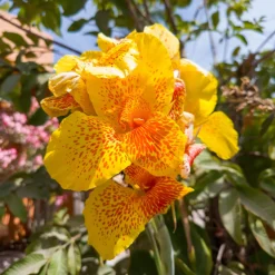 2 Canna Tropical Yellow - L'exotisme au jardin
