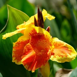 Canna Tropicanna Gold - L'exotisme facile au jardin
