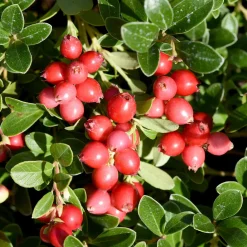 Canneberge - Cranberry - Vos superfruits maison