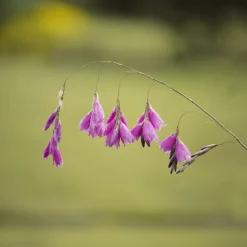 Canne à pêche des anges magnifique - La fleur qui danse au vent