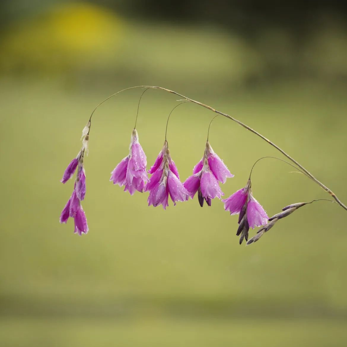 Canne à pêche des anges magnifique - La fleur qui danse au vent
