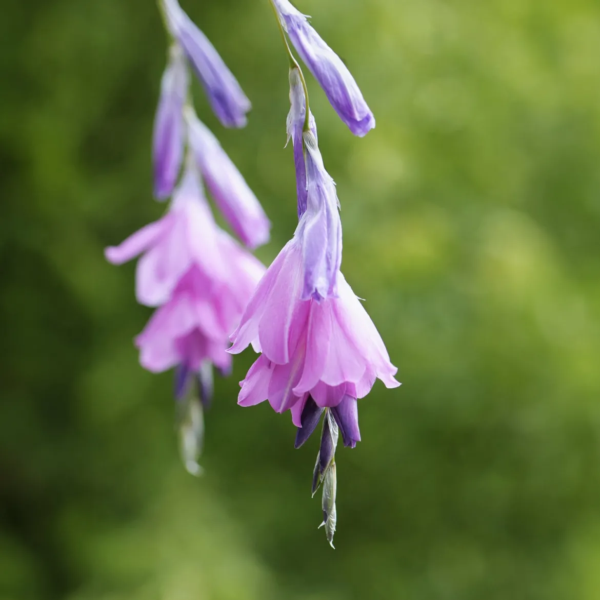 Canne à pêche des anges magnifique - La fleur qui danse au vent