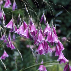 Canne à pêche des anges magnifique - La fleur qui danse au vent