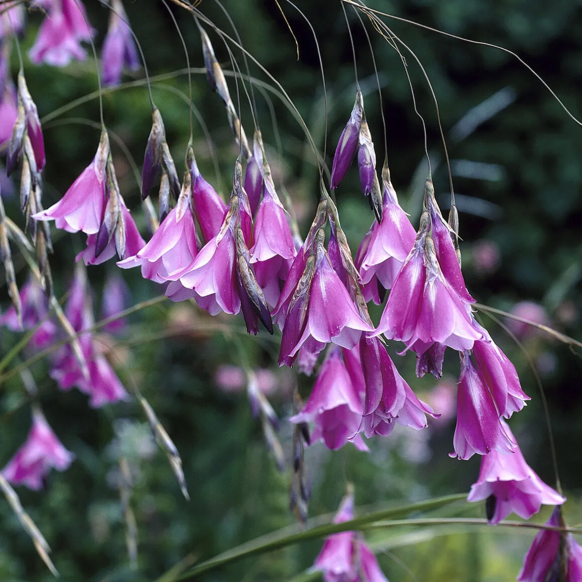 Canne à pêche des anges magnifique - La fleur qui danse au vent