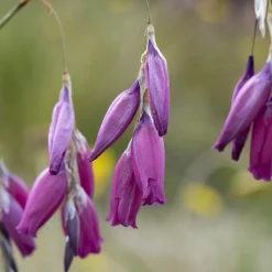 Canne à pêche des anges magnifique - La fleur qui danse au vent