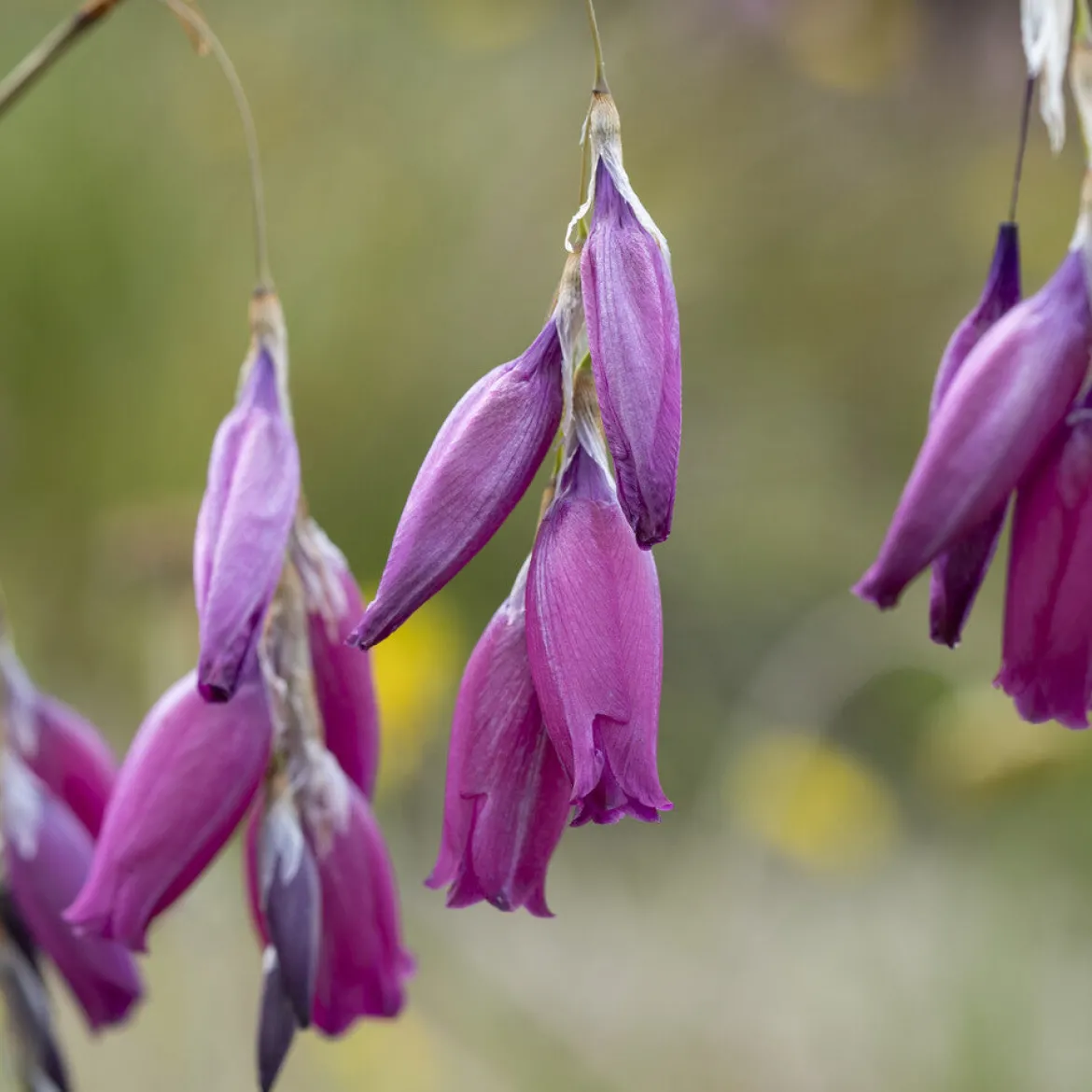 Canne à pêche des anges magnifique - La fleur qui danse au vent