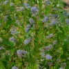 Céanothe Automnal Blue - Lilas de Californie - Un nuage bleu tout l'automne