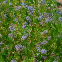 Céanothe Automnal Blue - Lilas de Californie - Un nuage bleu tout l'automne