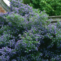 Céanothe Automnal Blue - Lilas de Californie - Un nuage bleu tout l'automne