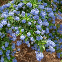 Céanothe Concha - Un nuage bleu au jardin
