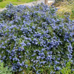 Céanothe Concha - Un nuage bleu au jardin