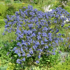 Céanothe Concha - Un nuage bleu au jardin