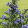 Céanothe Dark Star - Un nuage bleu au jardin