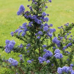 Céanothe Dark Star - Un nuage bleu au jardin