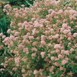 Céanothe Marie Simon - Nuage rose au soleil
