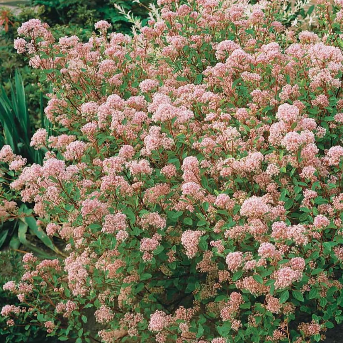 Céanothe Marie Simon - Nuage rose au soleil