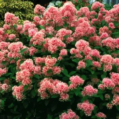 Céanothe Marie Simon - Nuage rose au soleil
