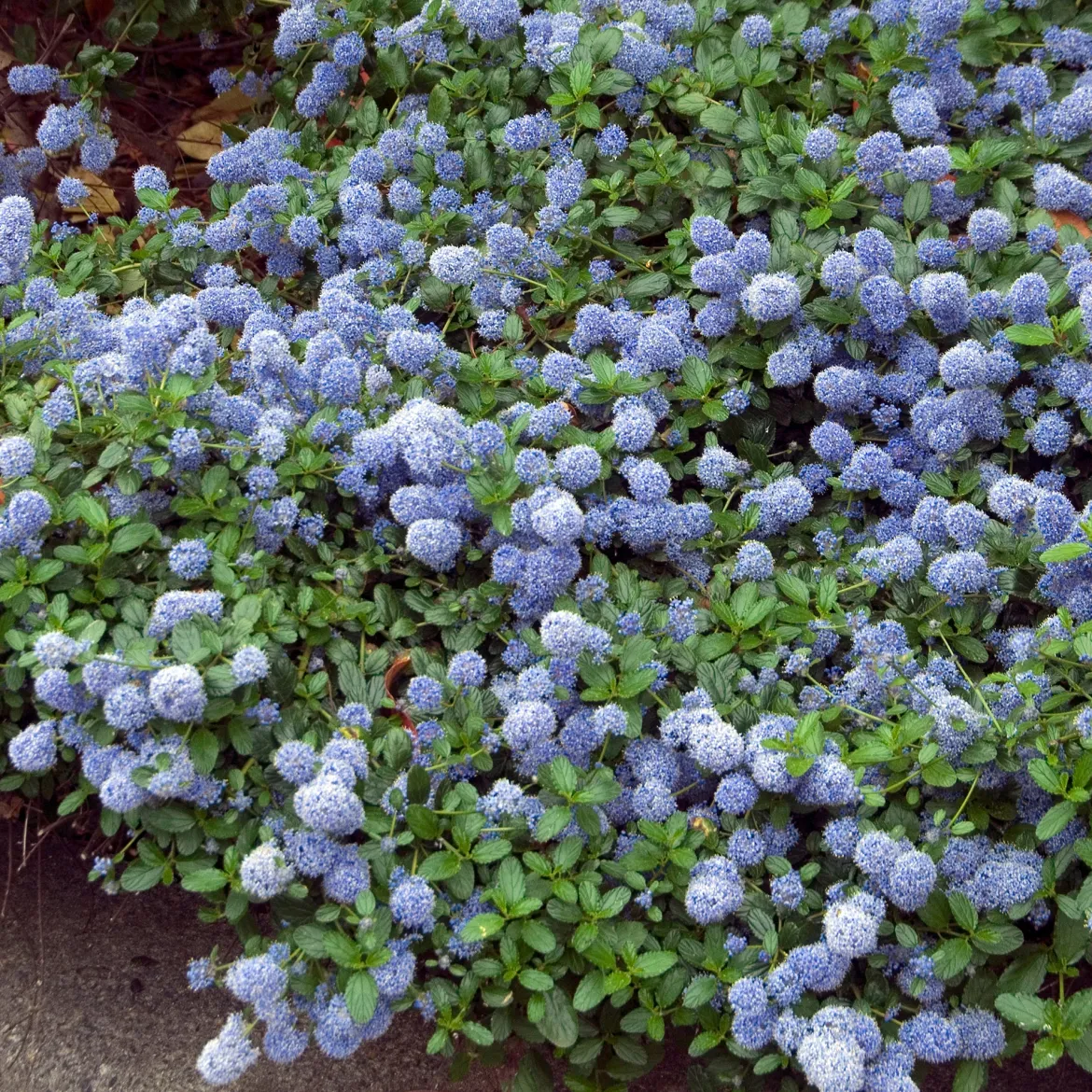 Céanothe repens - Un tapis bleu sans effort