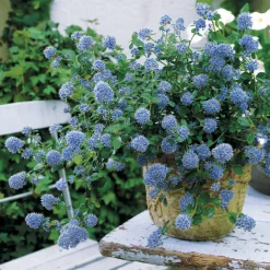 Céanothe repens - Un tapis bleu sans effort