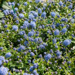 Céanothe repens - Un tapis bleu sans effort