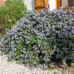 Céanothe repens - Un tapis bleu sans effort