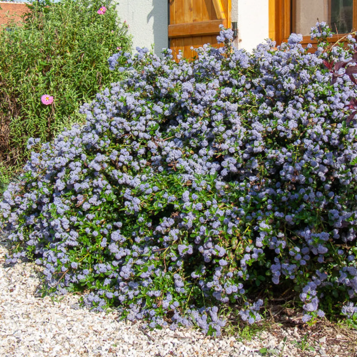 Céanothe repens - Un tapis bleu sans effort