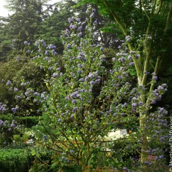 Céanothe Trewithen Blue - Un nuage bleu au jardin