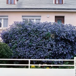 Céanothe Trewithen Blue - Un nuage bleu au jardin