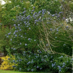 Céanothe Trewithen Blue - Un nuage bleu au jardin