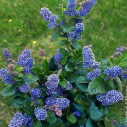 Céanothe Trewithen Blue - Un nuage bleu au jardin