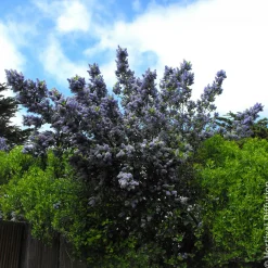 Céanothe Trewithen Blue - Un nuage bleu au jardin