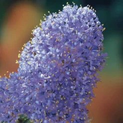Céanothe Victoria ou Lilas de Californie - Un nuage bleu au jardin