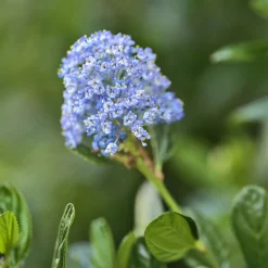 Céanothe Victoria ou Lilas de Californie - Un nuage bleu au jardin