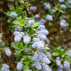 Céanothe Yankee point - Lilas de californie - Un tapis bleu sans effort