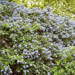 Céanothe Yankee point - Lilas de californie - Un tapis bleu sans effort
