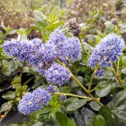 Céanothe Yankee point - Lilas de californie - Un tapis bleu sans effort