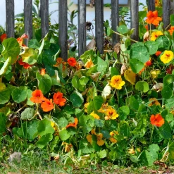 Capucine grande à fleur simple en mélange bio - Des fleurs à croquer