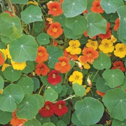 Capucine grande à fleur simple en mélange bio - Des fleurs à croquer