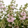 Caryopteris Camara® Pink - Du rose quand tout se fane