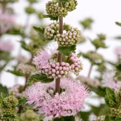 Caryopteris Camara® Pink - Du rose quand tout se fane