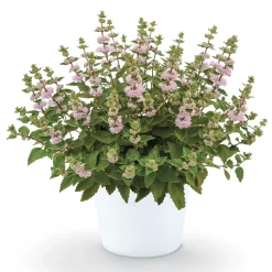 Caryopteris Camara® Pink - Du rose quand tout se fane