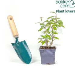 Caryopteris Camara® Pink - Du rose quand tout se fane