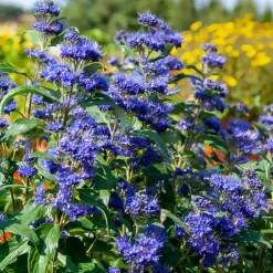 Caryopteris Grand Bleu® Inoveris - Le bleu qui dure jusqu'à l'automne