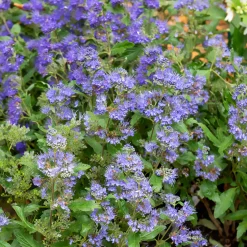 Caryopteris Grand Bleu® Inoveris - Le bleu qui dure jusqu'à l'automne